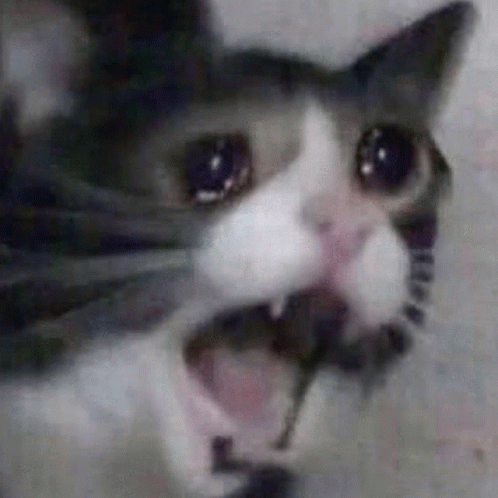 cat même